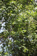 Helinus integrifolius