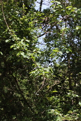 Helinus integrifolius