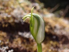 Pterostylis foliata