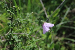 Hibiscus pedunculatus