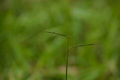 Paspalum mandiocanum