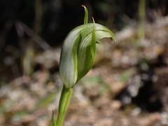 Pterostylis foliata