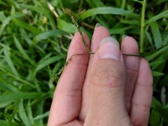Paspalum mandiocanum