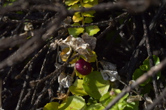 Lobelia angulata