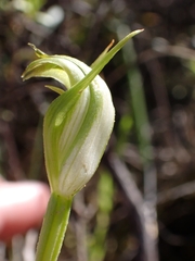 Pterostylis foliata