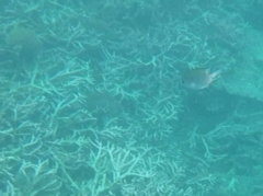 Amblyglyphidodon indicus