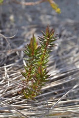 Leucopogon parviflorus