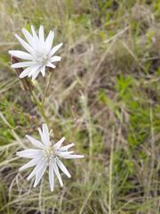 Lactuca inermis
