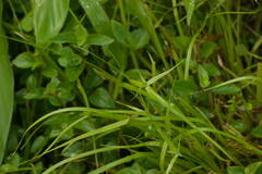 Rhynchospora radicans