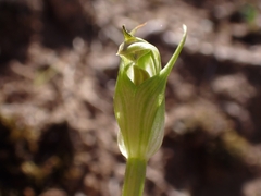 Pterostylis foliata