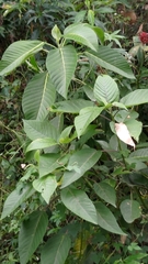 Dendrocnide meyeniana