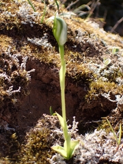Pterostylis foliata