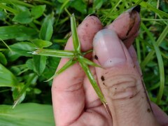 Rhynchospora radicans