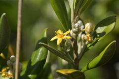 Corokia macrocarpa