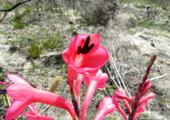 Watsonia fourcadei