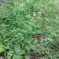 Ageratina rothrockii