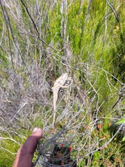 Bradypodion gutturale