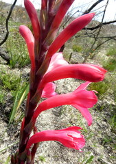 Watsonia fourcadei