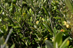 Corokia macrocarpa
