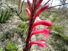 Watsonia fourcadei