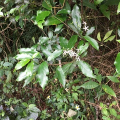 Tarenna gracilipes