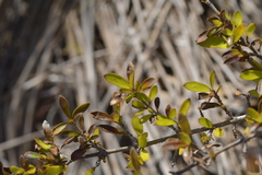 Coprosma propinqua propinqua