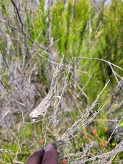 Bradypodion gutturale