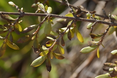 Coprosma propinqua propinqua