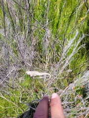 Bradypodion gutturale