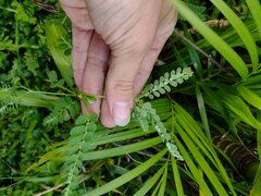 Phyllanthus leucanthus