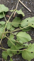 Acalypha angatensis