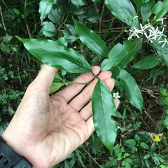 Tarenna gracilipes