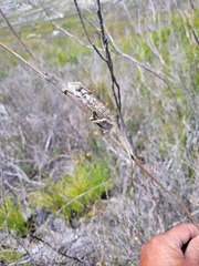 Bradypodion gutturale