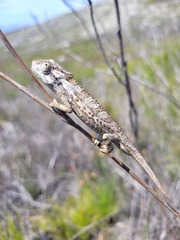 Bradypodion gutturale