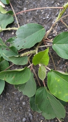 Acalypha angatensis