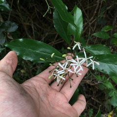 Tarenna gracilipes