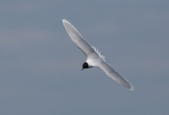 Hydrocoloeus minutus