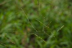 Paspalum mandiocanum