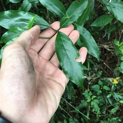 Tarenna gracilipes