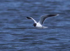 Hydrocoloeus minutus