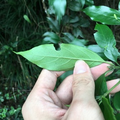 Tarenna gracilipes