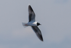 Hydrocoloeus minutus