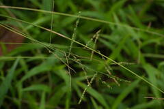 Paspalum mandiocanum