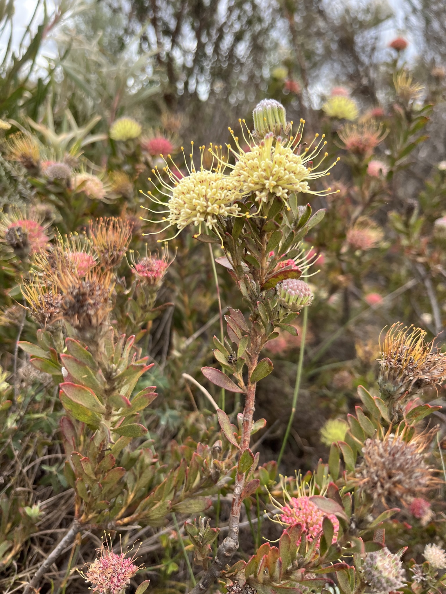 Leucospermum heterophyllum (Thunb.) Rourke