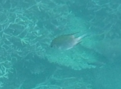 Amblyglyphidodon indicus