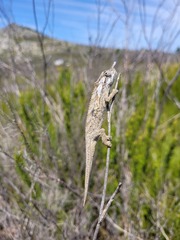 Bradypodion gutturale