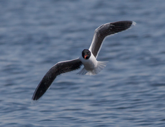 Hydrocoloeus minutus