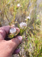 Serruria rostellaris