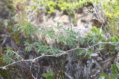 Asparagus aethiopicus