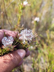 Serruria rostellaris